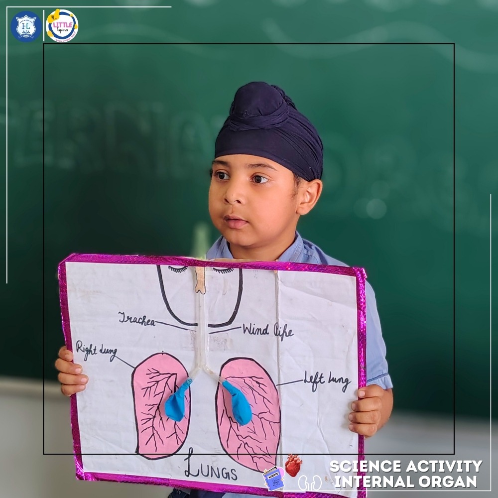 Student showing lungs model